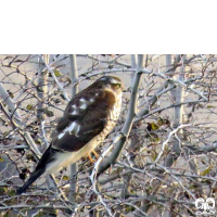 گونه قرقی Eurasian Sparrowhawk